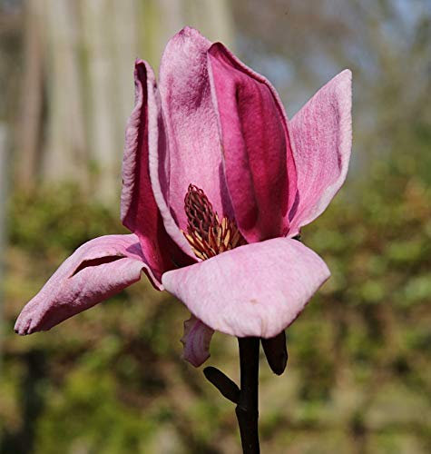 Hochstamm Magnolie Genie 100-125cm - Magnolia