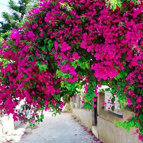100 Unids Semillas de Bougainvillea Semillas Georgicas de Sol Medio de Escalada Neutral para Patio Rosa roja