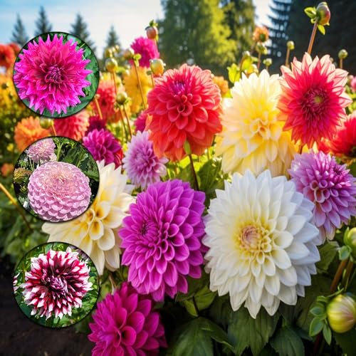 13 pcs blumenzwiebeln dahlien mehrjährig winterhart - indoor garten wanddeko pflanzen dahlie dahlia zwiebeln blumen geschenk exotische pflanzen winterhart deko büro frühblüher