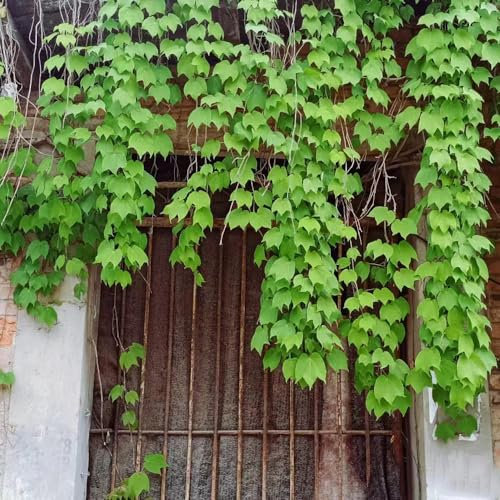 300 pz semi di vite vergine - decorazione soggiorno piante rampicanti moderne resistenti (Parthenocissus tricuspidata) giardinaggio piante da balcone robuste e resistenti Piante da