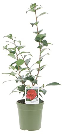 KENTIS - Camellia Japonica 'Captain Blood' - Echte Pflanzen für den Außenbereich - Blühende Pflanze für den Garten, Balkon und Terrasse - H 70-80 cm Topf Ø 17 cm
