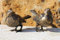 Natursteinzentrum Rhein Main Vogelpärchen aus Bronzeguß