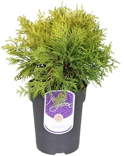 Thuja Árbol Paisajístico Natural y Fácil de Mantener