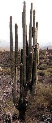 5 Samen von Carnegia Gigantea riesigen Saguaro Kaktus