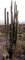 5 Samen von Carnegia Gigantea riesigen Saguaro Kaktus
