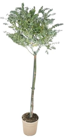 Pianta di EUCALIPTO GUNNII Alberello VASO 20CM eucaliptus argentato FOTO REALE AMDGarden
