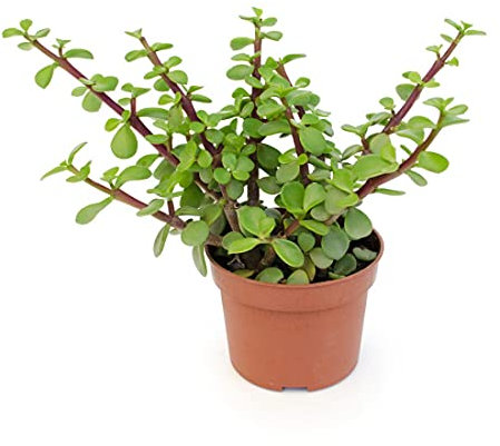 Portulacaria Afra Árbol de la Abundancia Maceta 14cm Planta Suculenta Natural