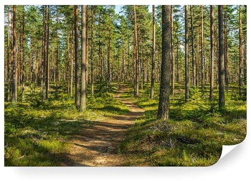 Fototapete Wald Vlies - Vliestapete Tapete Wandtapete Motivtapeten Vliestapeten Wohnzimmer Schlafzimmer Bildtapete Natur Landschaft Baum Kiefernwald Waldweg Baumstamm 270x180cm