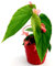 POWERS TO FLOWERS - BEGONIA TAMAYA, CORALLINA, TAMAIA, IN VASO CERAMICA CUORI, versione mini, pianta vera