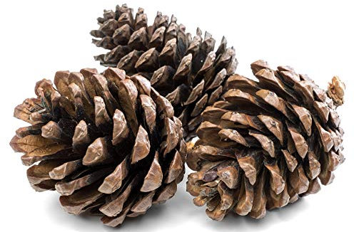 1Kg Natural Pine Cones 5 to 7cm Christmas Wreath Garlands Decoration Dried Floral Arrangements