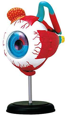 EXPLORA - Auge - Anatomie des menschlichen Körpers - 546054 - Realistisches Modell aus 32 Teilen - Montageanleitung und Bildungsquiz - Entdeckungsset - Spiel für Kinder - Wissenschaftler - Ab 8 Jahren