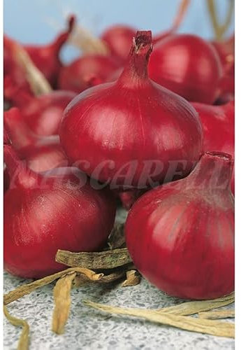 Semillas hortícolas - Cebolla roja de zalla - Mascarell