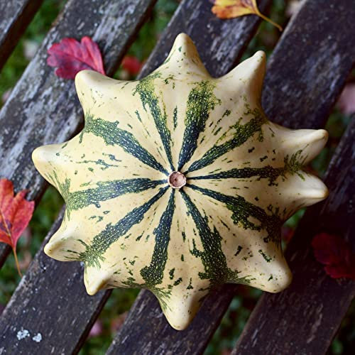 Ornamental Gourd Seeds 'Crown of Thorns' Cucurbita Pepo Half-Hardy Annual Easy to Grow Your Own Outdoor Garden Plants (Approx. 25 Seeds) by Thompson and Morgan