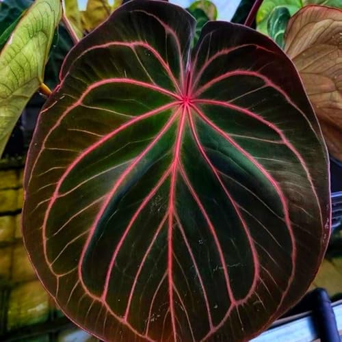 Elefantenohr-Stauden (Colocasia) - Winterharte für Garten & Kübel - Mehrjährige Exoten mit großen Blättern - Einfache Pflege-2 stück-G