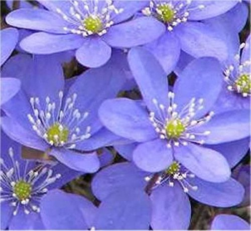 Leberblümchen - Hepatica nobilis - lebende Gartenpflanze aus den Baumschulen