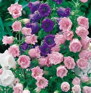 Campanula Double Mix 100 Seeds, Bellflower Double