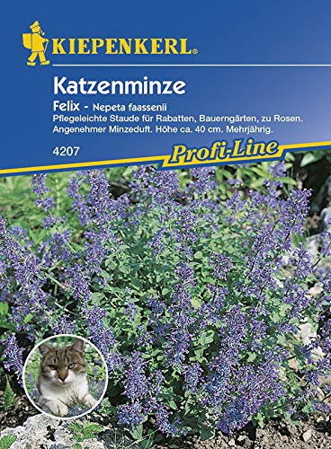 Katzenminze (Nepeta fassenii), Felix blau, Pflegeleichte Staude für Rabatten Bauerngärten zu Rosen mit angenehmen Minzduft, Höhe ca. 50 cm, mehrjährig