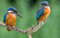 LHJOY 3D Puzzle Kinder 1000 Teile Vogelfeder-Eisvogel 75X50Cm