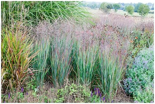 Stauden Gänge 10 x Panicum virgatum 'Heiliger Hain' Blaurote Rutenhirse | Blaues Ziergras für Sonne, Blüte Juli bis September, mehrjährig, 1 L Topf (11x11 cm)