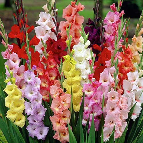 15 x Gladioli Large Flowering Mixed – Colourful Blooms – Loved by Pollinators – Summer Flowering Bulbs – Perennials – for Your Beautiful Garden