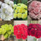 300 pcs Nelken Samen blumensamen kaufen, frühlingsblumen Nelken Samen Mehrjährig, wildblumensamen mehrjährig, gartenpflanzen winterhart mehrjährig stauden, schattenpflanzen winterhart