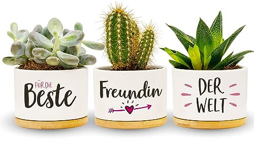 Darlena Beste Freundin der Welt | Beste Freundin Geschenk, Geburtstagsgeschenk | Kräutergarten Töpfe zum Bepflanzen | BFF Geschenke für Freundin zum Geburtstag oder Weihnachten