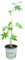 Zuckerstrauch Pflanze