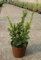 Taxus baccata Semperaurea - Gelbe Eibe Semperaurea