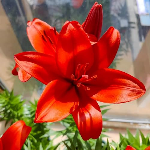 lilien blumenzwiebeln - zimmergewächshaus anzucht flowers bienen wiese baumlilien blumenzwiebeln frühblüher flowers pflanztopf gartenarbeit winterharte balkonpflanzen blumen balkon 5pcs