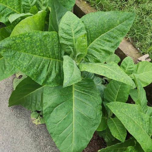 semillas de plantas de tabaco, plantas hierbas, semillas de bonsái Semillas de tabaco, Nicotiana tabacum, semillas de flores silvestres, semillas orgánicas semillas de plantas exóticas 250pcs