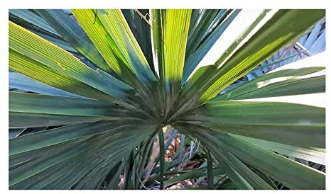 Stk - 10x Sabal minor Fächerpalme Zwergpalmetto Pflanzen - Samen B2259 - Seeds & Plants Shop by Ipsa