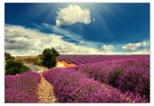 Vlies Tapete Premium Vlies Wand Bild Deko 368x254cm Lavendel Landschaft No.H851M_TV5BF