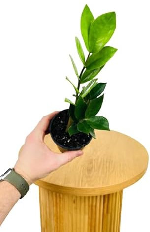 Zamioculcas Zamiifolia: La Planta ZZ Natural Perfecta para Interiores