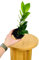 Zamioculcas Zamiifolia: La Planta ZZ Natural Perfecta para Interiores