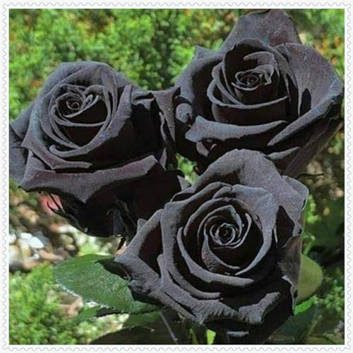 Rosenpflanze, mehrjährige Strauchrose, Gartendekoration, wächst gut in Töpfen-3 Pflanze-A