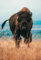 Schwagebo Puzzle 1000 Pieces Japanese American Bison Poster Holz Für Erwachsene Kinder Spiele Lernspielzeug Dc577Sp