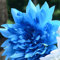 Schöne blaue Dahlie-Blumensamen