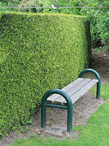Lebensbaum Thuja Brabant 60-80 cm IM TOPF. 18x Heckenpflanze. Immergrüne Konifere