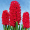 300 Stück/Beutel Hyazinthensamen, umweltfreundlich, einfach zu pflanzen, Hyazinthen-Blumensamen für den Hausgarten, Samen zum Pflanzen jetzt Rosenrot Hyazinthe-Samen