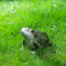 Uziqueif Frosch Deko Gartenstatuen, Harz Frösche Dekofiguren Garten, Ornament Für Bauernhof Balkon Teich Office Deko Statue, Terassendeko, Wetterfest