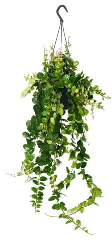 Planta de lápiz labial – Flor púbica – Aeschynanthus Pink Polka – Planta colgante en maceta de 15 cm