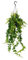 Planta de lápiz labial – Flor púbica – Aeschynanthus Pink Polka – Planta colgante en maceta de 15 cm