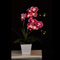 Floristlighting LED Lighted Artificial Orchid Arrangement-Battery Operated Orchid Pot with 9 Lights (Purple)