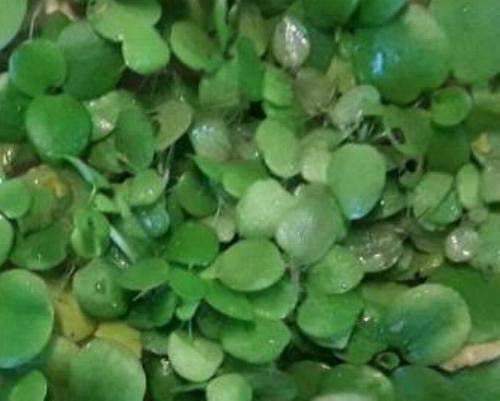 haus & garten 15 schöne Froschbiss direkt aus dem Aquarium, tolle Schwimmpflanze verhindert Algenwachstum