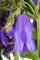 Campanula punctata 'Sarastro' ca. 11x11 cm Topf - Glockenblume, violette Blüten, Blütezeit Juni-August, ideal für Rabatten, bienenfreundlich, pflegeleicht