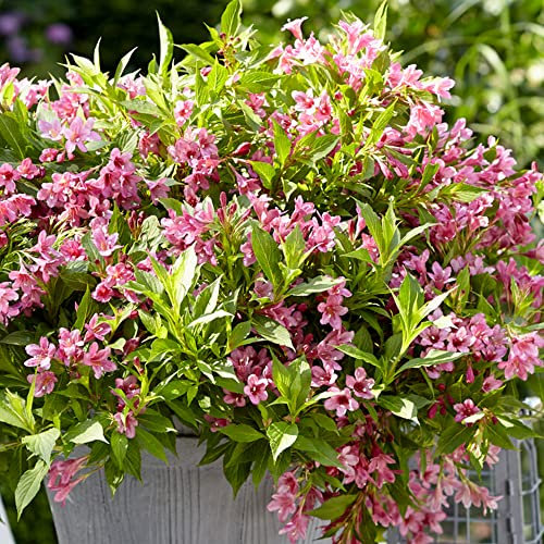 GardenersDream Weigela Picobella Rosa Plant - Evergreen Deciduous Outdoor Plant in Pot - Outdoor Garden Ready Perennial Plants - Beautiful Pink Flowering Shrub for Garden (15-30 cm, incl. 9 cm Pot)