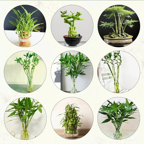 100 pcs glücksbambus pflanze samen topf pflanze gartenpflanzen winterhart mehrjährig Dracaena sanderiana, bäume kaufen nachhaltigkeit geschenke pflanzen für sonnige plätze hochbeet