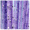LSYHHXC Perlenvorhang Kristallvorhang Flash Line Glänzend Quaste String Türvorhang Fenster Raumteiler Home Decoration 641(Color:Purple)