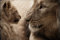 hansepuzzle 16873 - Löwe mit Baby Puzzle 2000 Teile | Tierwelt Puzzle mit hochwertiger Puzzle Aufbewahrung: Kartonbox und Wieder verschließbarem Beutel | Puzzle-Maße: 90 x 60 cm