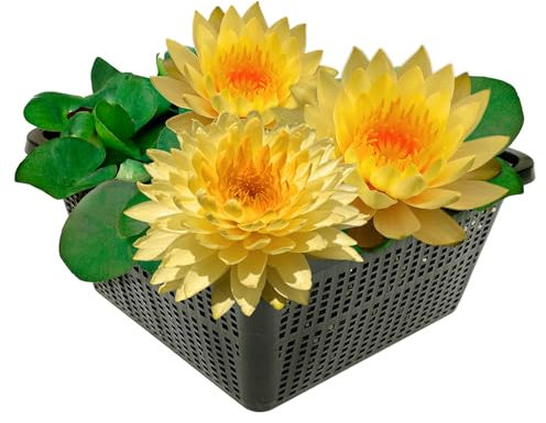 vdvelde.com - Nymphaea Alexsea - - Gelbe Seerose im Korb - Ausgewachsene Höhe: 10cm - Platzierung: -10 bis -80cm